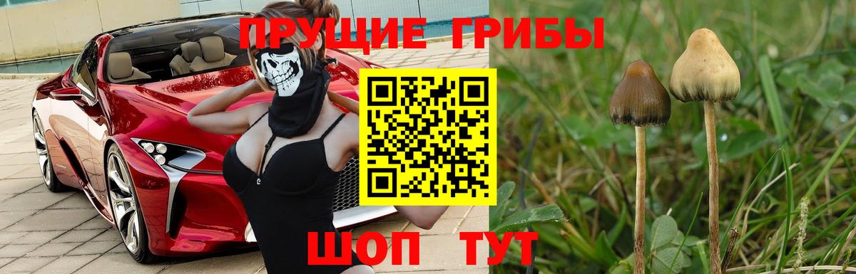 Псилоцибиновые грибы прущие грибы  Вход с VPN  Кольчугино 